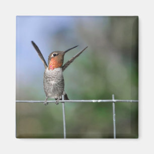 Joyeux Aimant Colibri