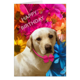 Joyeux anniversaire, animal de compagnie, chien, j