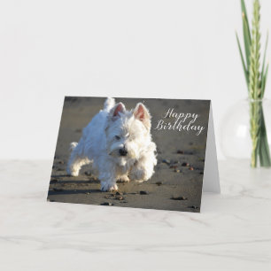 Joyeux Anniversaire Beachcombing Westie Carte phot