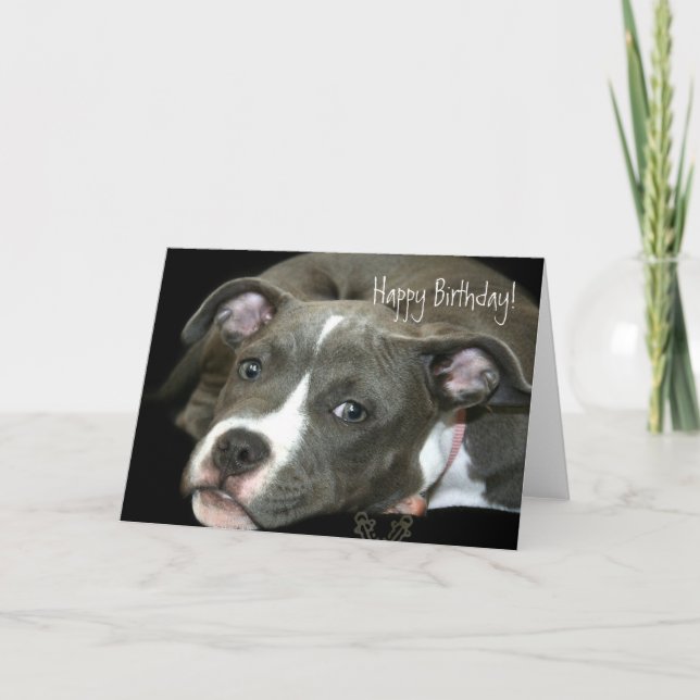 Joyeux Anniversaire bleu Pitbull Puppy carte de vo (Devant)