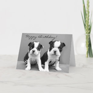 Joyeux anniversaire Boston Terrier carte de voeux
