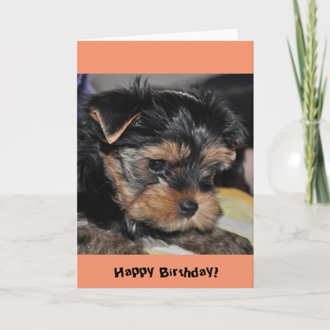 Joyeux anniversaire ! Carte de voeux Yorkshire Ter (Devant)
