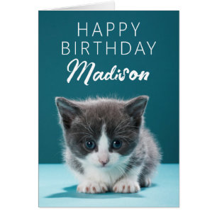 Joyeux anniversaire Little Kitten