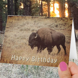 Joyeux bison d'anniversaire Modèle de photo