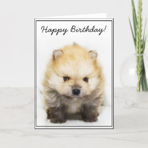 Joyeux Bithday Pomeranian chiot carte de voeux