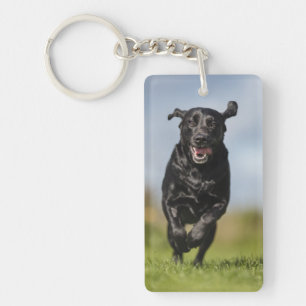 Joyeux Black Labrador Retriever Running