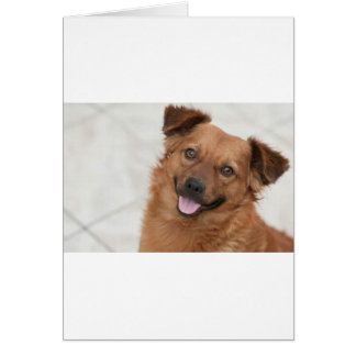 Joyeux Chien Chien Chien Brown