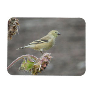 Joyeux Goldfinch et Sunflower Magnet