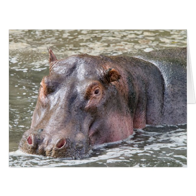 Joyeux Hippo (Devant horizontal)