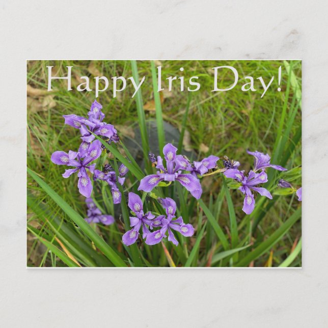 Joyeux Iris Day ! Carte postale (Devant)