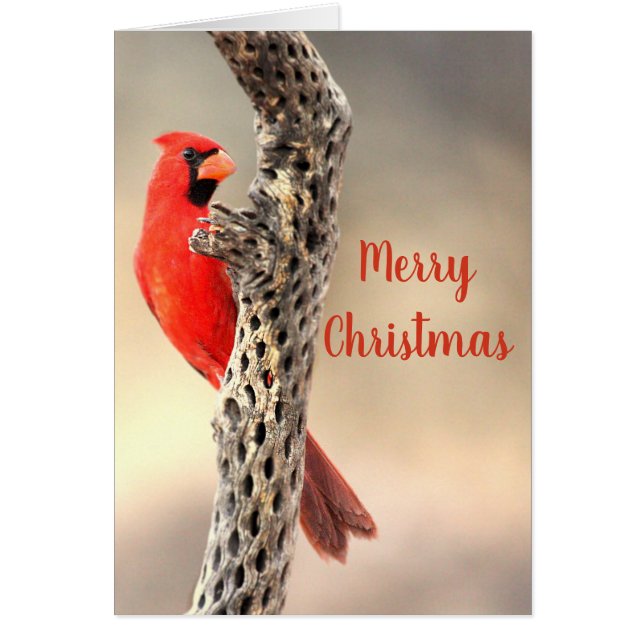Joyeux Noël Cardinal rouge (Devant)