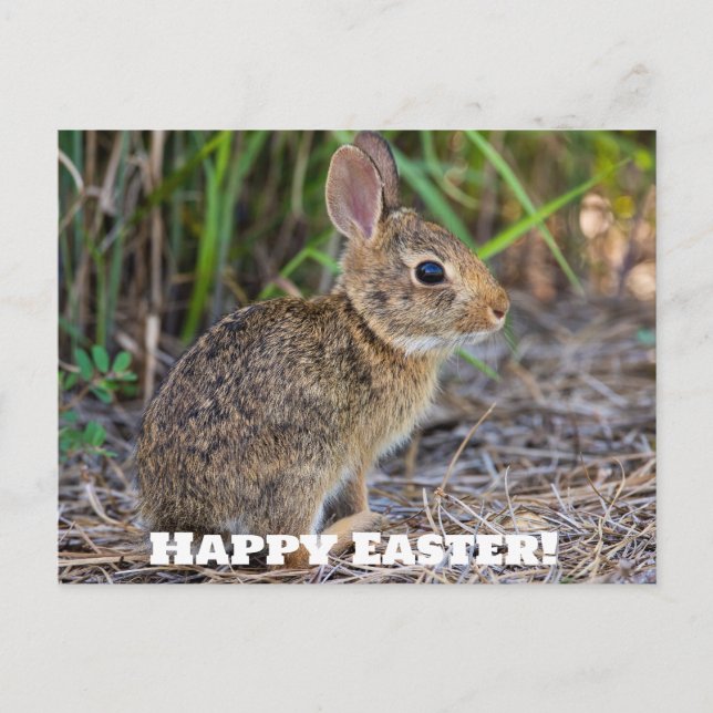 Joyeux Pâques ! Carte postale (Devant)