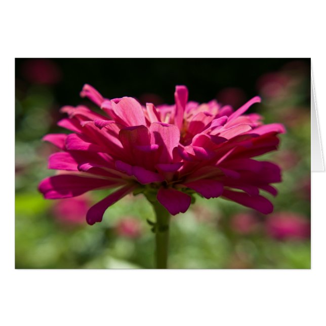 Joyeux Zinnia (Devant Horizontal)