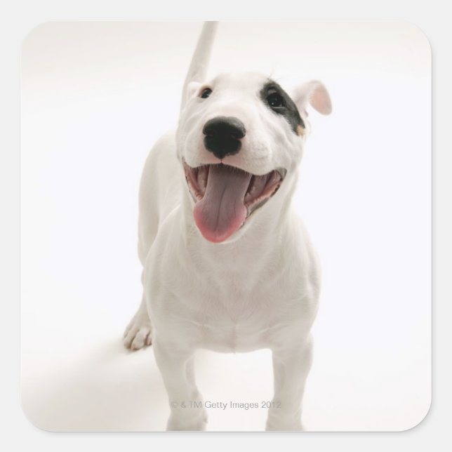 Joyful Bull terrier Square Sticker (Front)