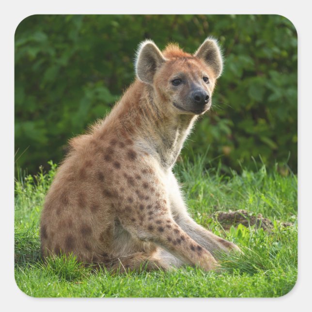  Joyful Hyena Amidst Greenery Square Sticker (Front)