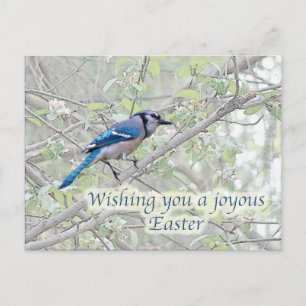 Joyous Easter Blue Jay Songbird Holiday Postcard