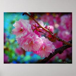 Joys of Summer - pink cherry blossoms Poster