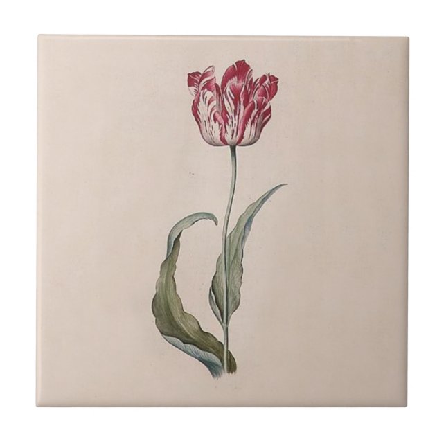 Judith Leyster Tulip Tile (Front)
