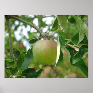Juicy Green Apple Poster