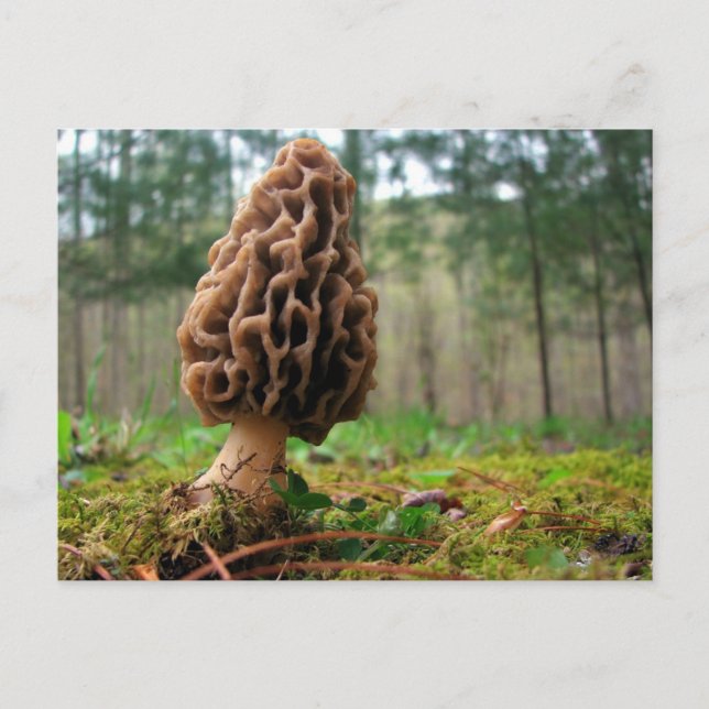 Juicy Morels Postcard (Front)