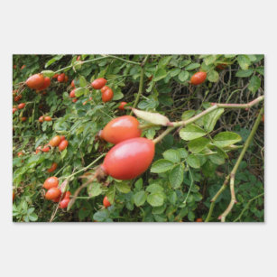 Juicy Red Rose Hips Decorative Yard Sign