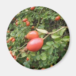 Juicy Red Rose Hips Magnet