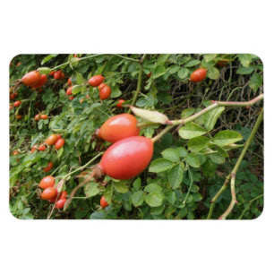 Juicy Red Rose Hips Premium Magnet