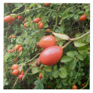 Juicy Red Rose Hips Tile