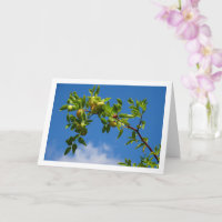 Jujube Fruit on Deciduous Tree