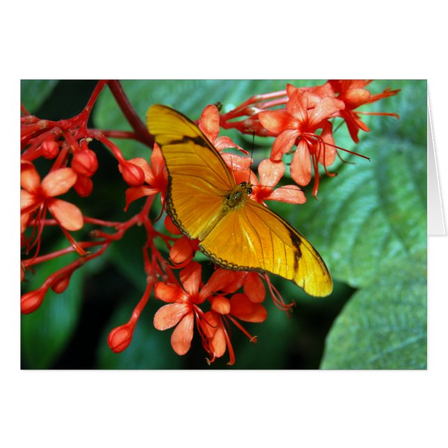 Julia Butterfly (Front Horizontal)