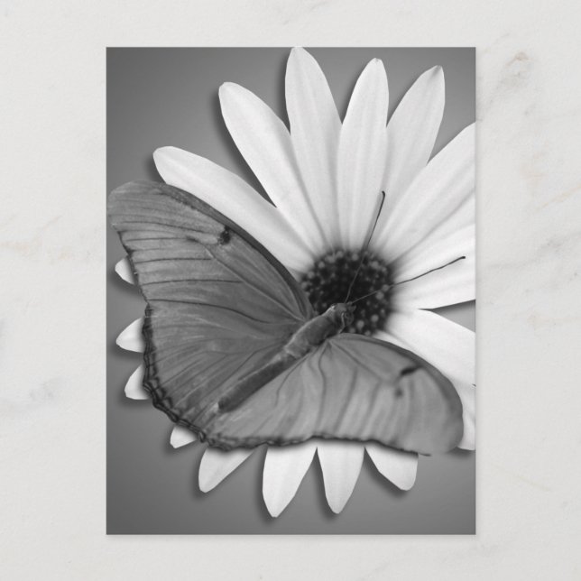 Julia Butterfly on Daisy Postcard (Front)