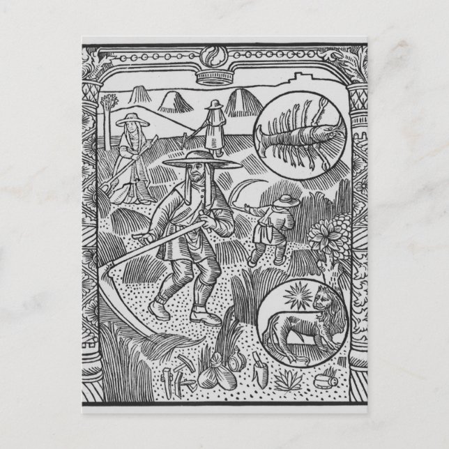 July, haymaking, Cancer Postcard (Front)