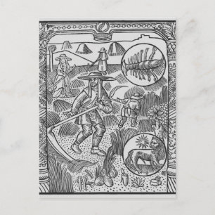 July, haymaking, Cancer Postcard