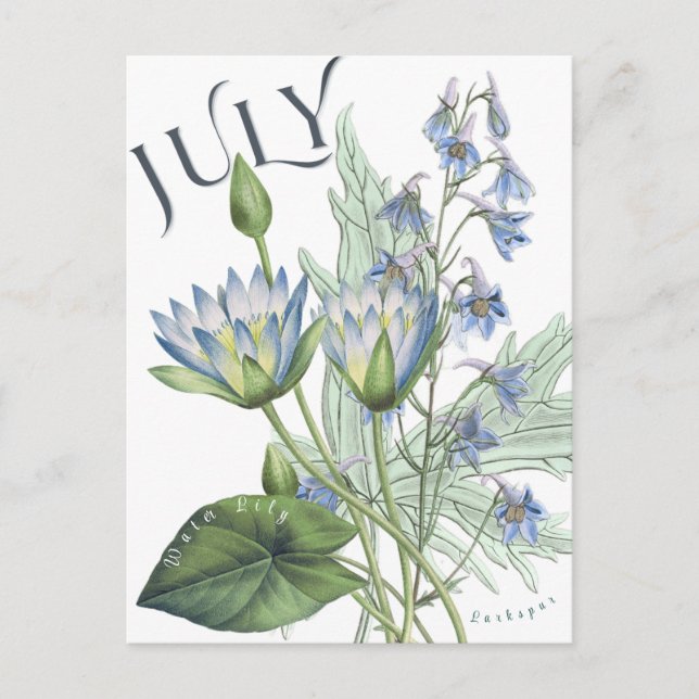 July Month Flowers Larkspur Water Lily Fancy Postcard (Front)