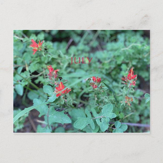 JULY POSTCARD (Front)