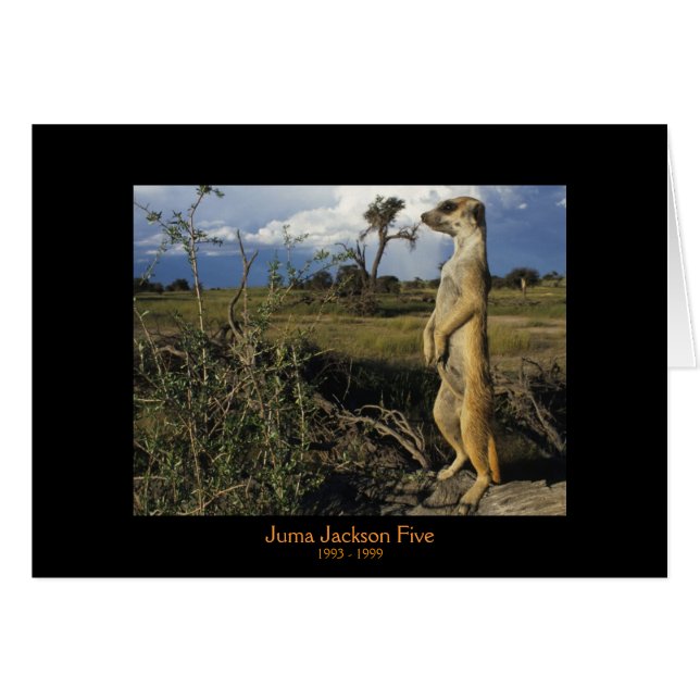 Juma - cartes de légendes (Devant horizontal)