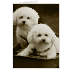 Jumeaux de chiot blanc