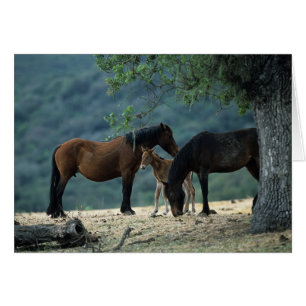 Jument et poulain sauvages de mustang