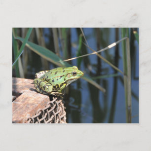 Jump - green frog at lake postcard