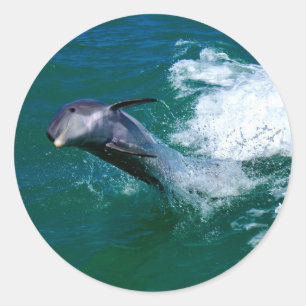 Jumping and Dancing Dolphin Classic Round Sticker