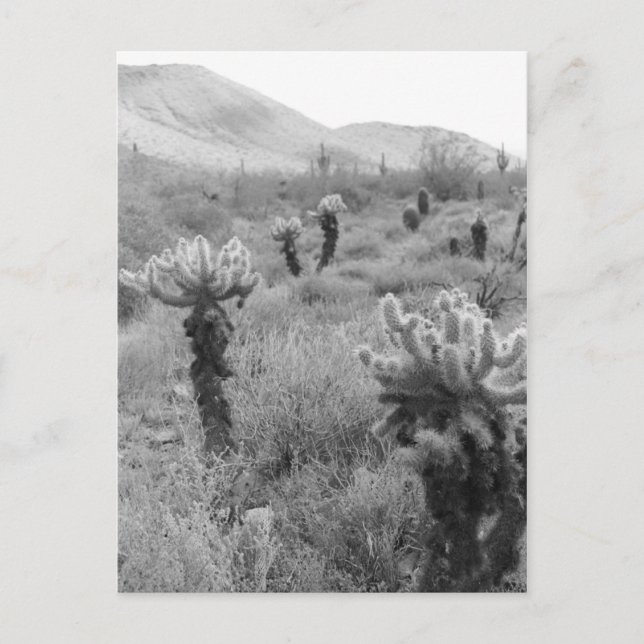 Jumping Cholla Cactus Desert B&W Photo Postcards (Front)
