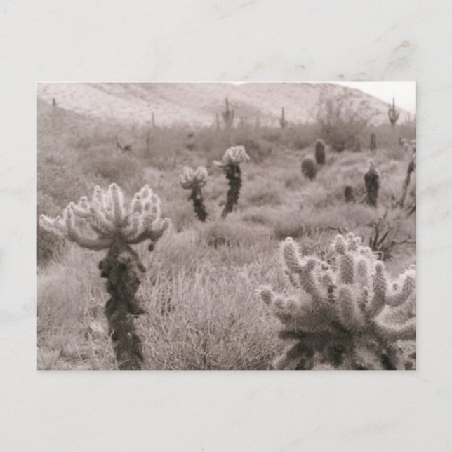 Jumping Cholla Cactus Desert B&W Photo Postcards (Front)