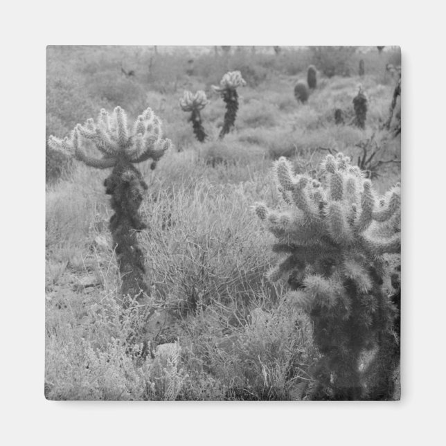 Jumping Cholla Cactus Desert Refrigerator Magnets (Front)