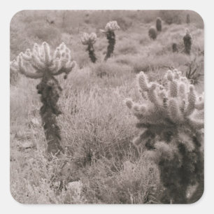 Jumping Cholla Desert Cactus Custom Sticker Decals