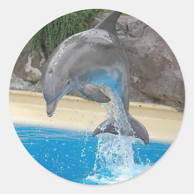 Jumping Dolphin Sticker (Front)