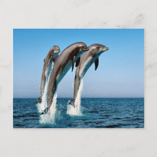 Jumping dolphins postcard