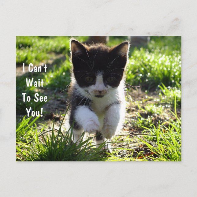 Jumping For Joy Kitten PostCard *Customize* (Front)