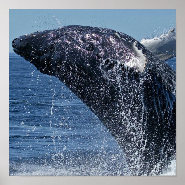 Jumping Humpback Whale  Poster (Front)