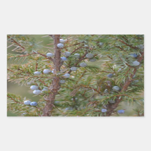 Jumping Junipers Sticker