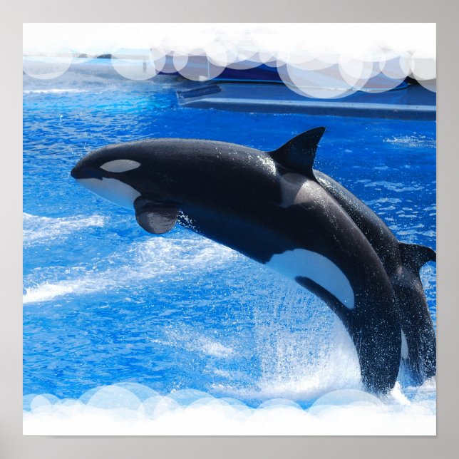 Jumping Orca Whale Poster (Front)
